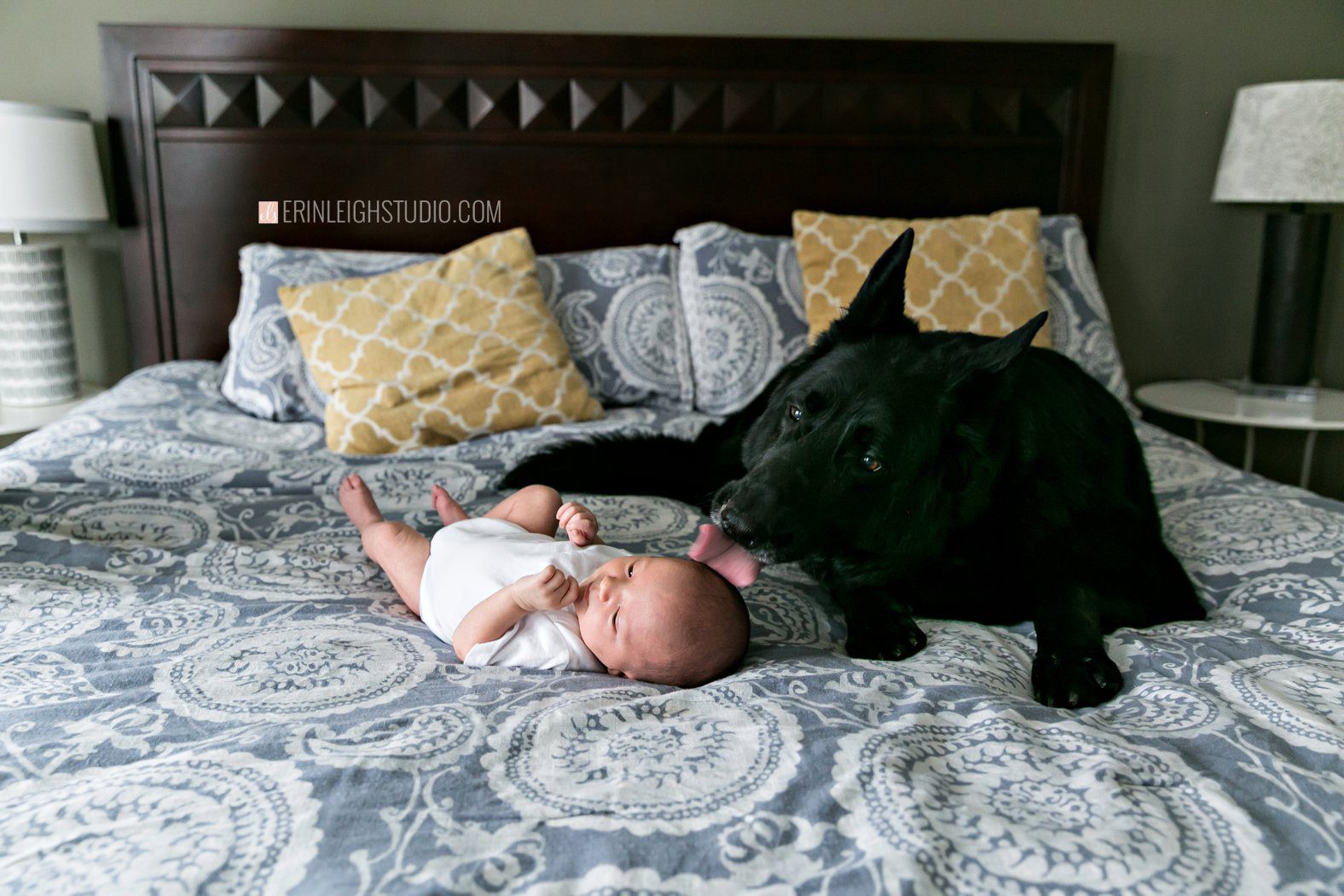 newborn and dog photo
